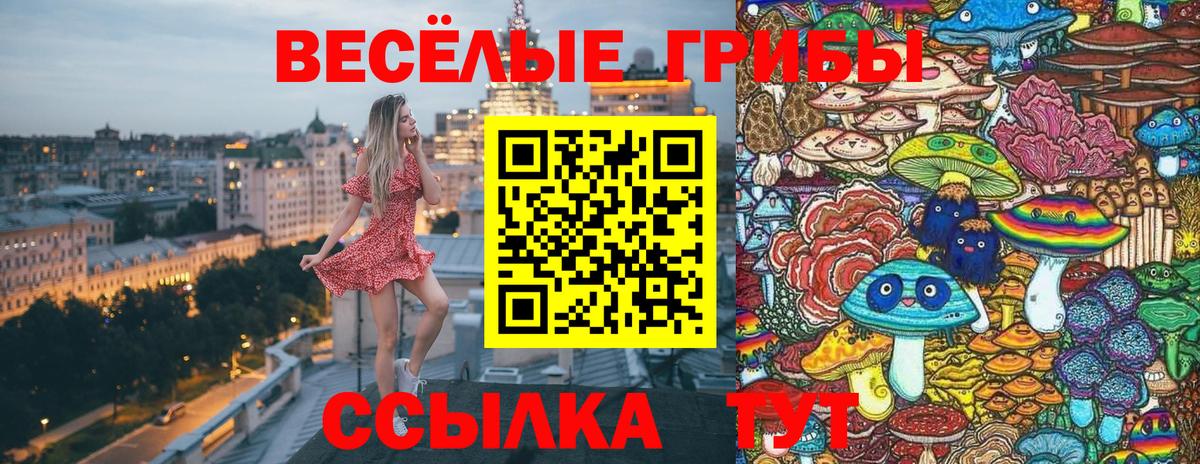 Новоалександровск  дарнет шоп  Псилоцибиновые грибы прущие грибы  Вход с VPN  Галлюциногенные грибы Psilocybe 
